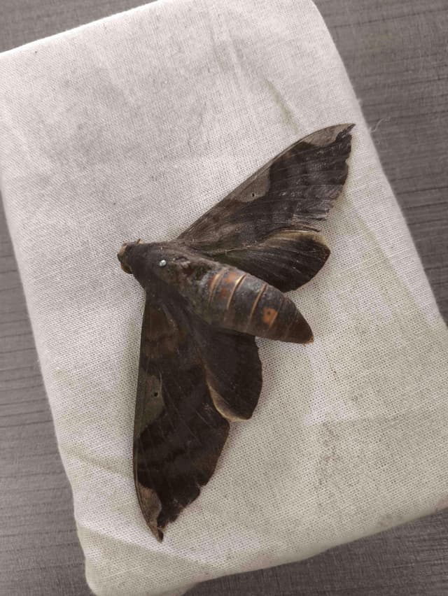 Gusano del tabaco - Manduca sexta