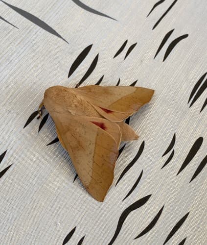 Polilla esfinge (común) - Xylophanes