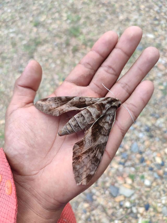 Halcón cucuyo tersa - Xylophanes Xylophanes tersa