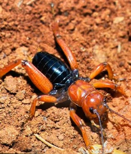 Grillo camello - Stenopelmatus