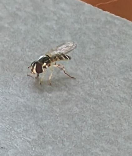 Mosca de Café o Mosca de Pícaro - Syrphus