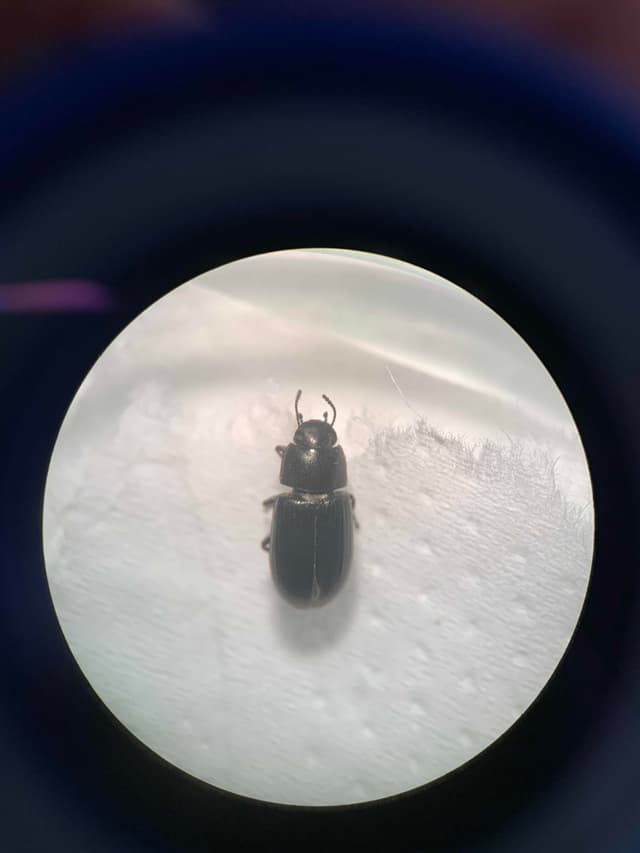 Escarabajo oscuro -