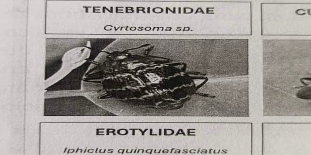 Escarabajo oscuro de Cyrtosoma - Cyrtosoma