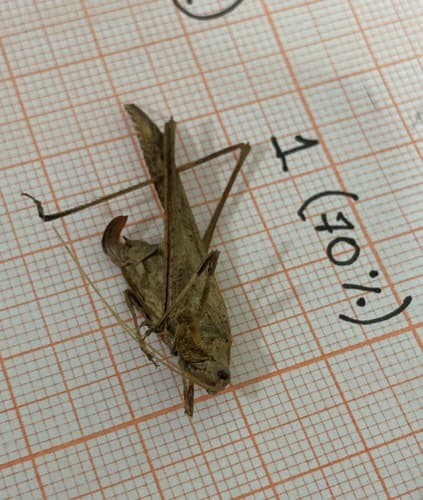 Saltamontes de hojas largas -