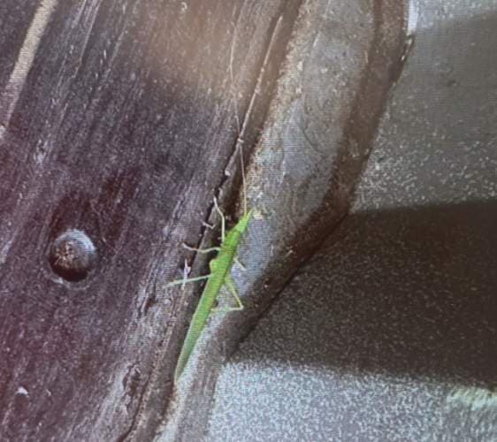 Tettigonia viridissima (Saltamontes verde) -  viridissima