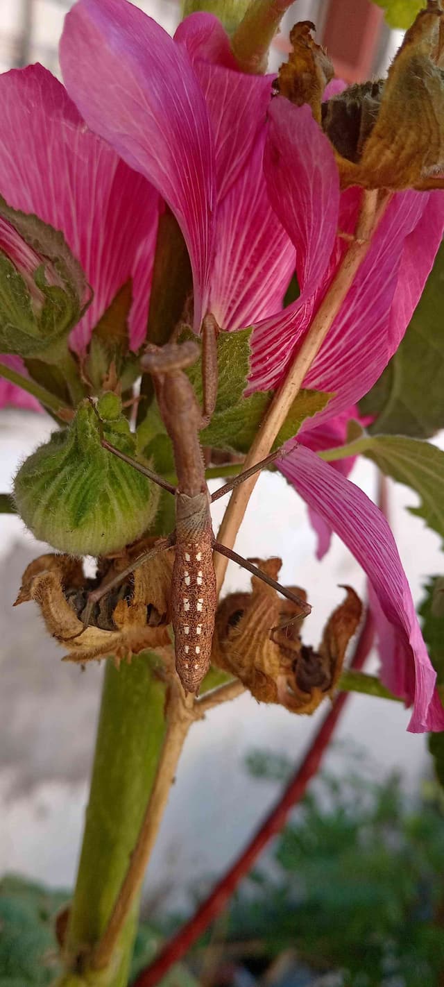 Catarina larga de patas - Acanthodis Acanthodis longipes