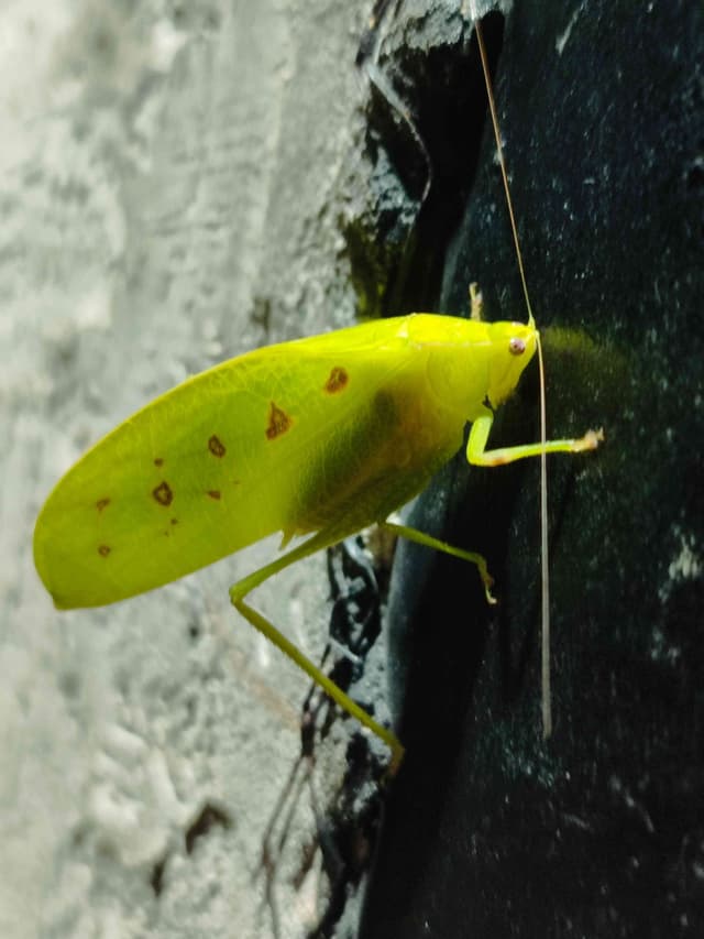 Cucaracha de sonido (Copríora) - Copiphora