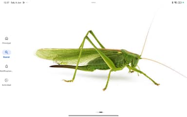Gorrión Parásito (Tettigonia)