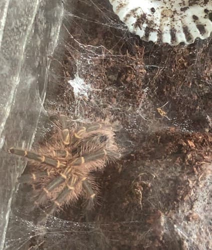 Tarántula -