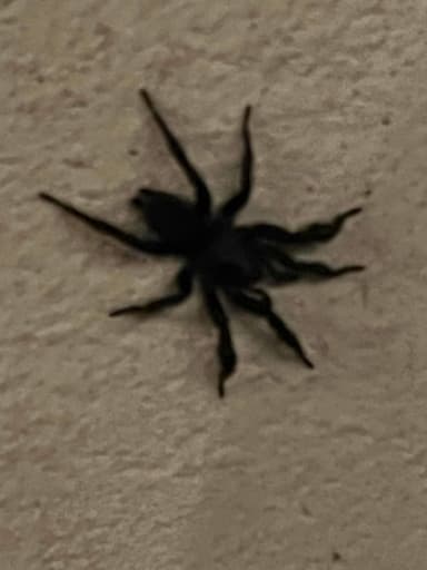 Tarántula de tierra