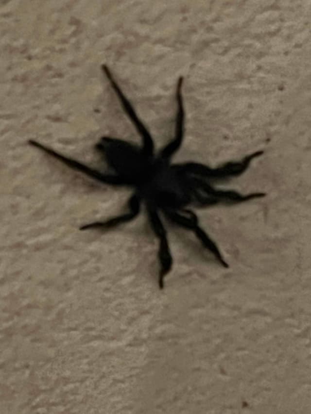 Tarántula de tierra - Aphonopelma