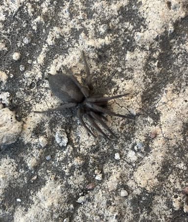 Tarántula de tierra