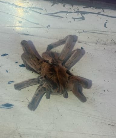 Tarántula de Arizona