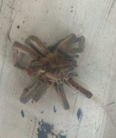 Tarántula de Arizona