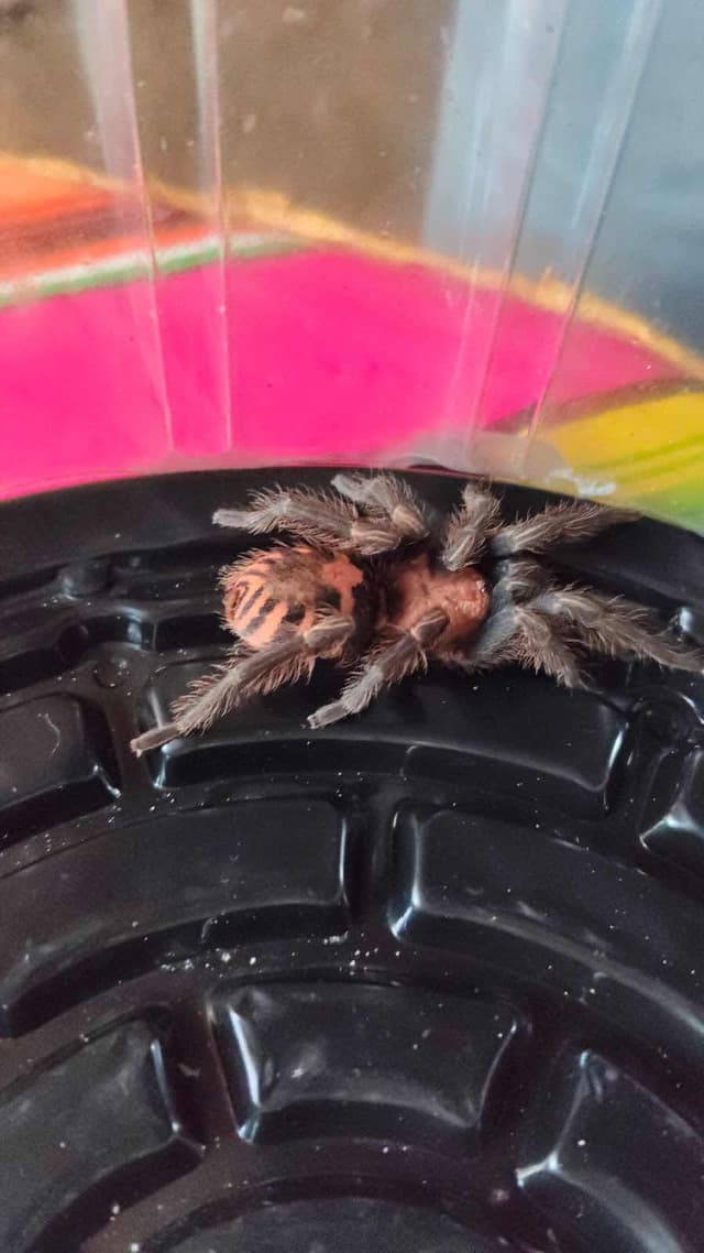 Tarántula rodillas rojas - Brachypelma smithi
