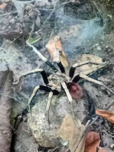 Tarántula gigante de Pamphobeteus