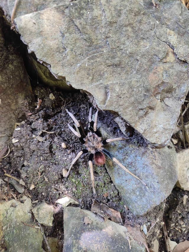 Tarántula Pamphobeteus antinous (Tarántula Goliat Mexicana) - Pamphobeteus Pamphobeteus antinous