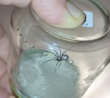 Viuda Negra (Theridiidae sp.)