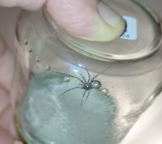 Viuda Negra (Theridiidae sp.) -