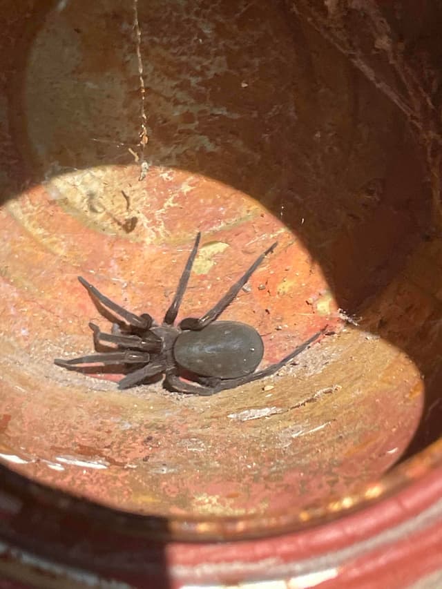 Viuda Negra - black widow