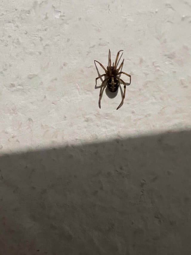 Araña de casa -  cavaticus