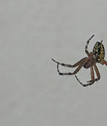 Araña de mármol - marmoratus