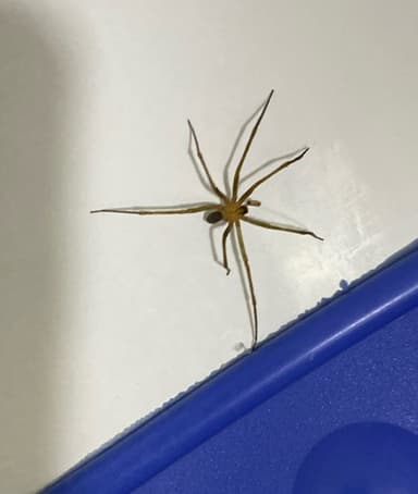 Araña Mellotea Redondita