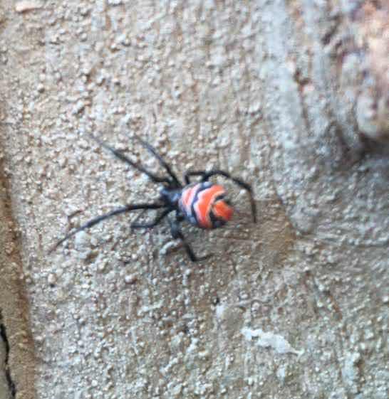 Viuda Marrón - Latrodectus bishopi