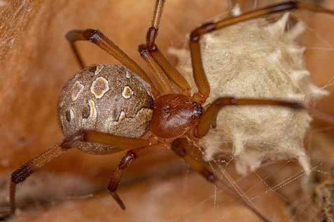 Araña marrón viuda - Latrodectus geometricus