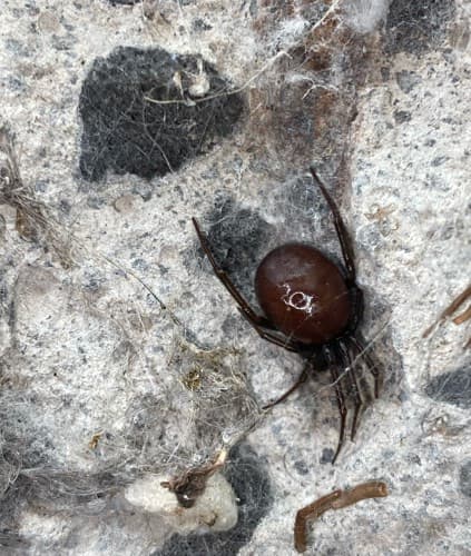 Araña Falsa Viuda - Steatoda grossa