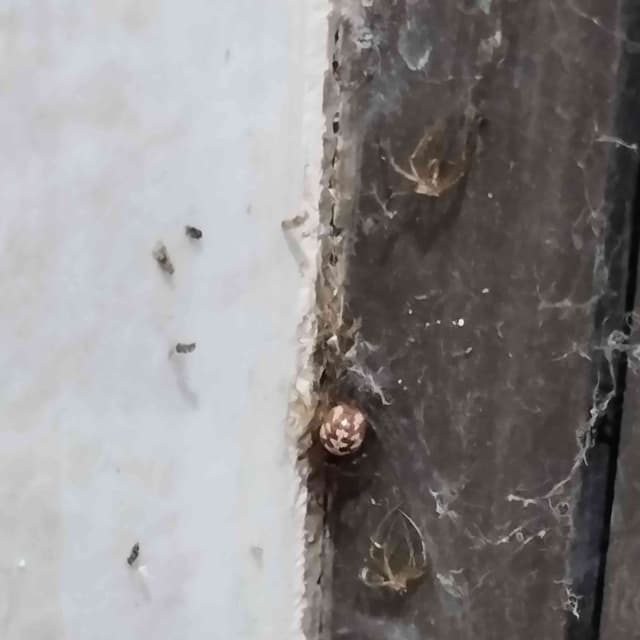 Araña simuladora de la viuda - Steatoda Steatoda triangulosa