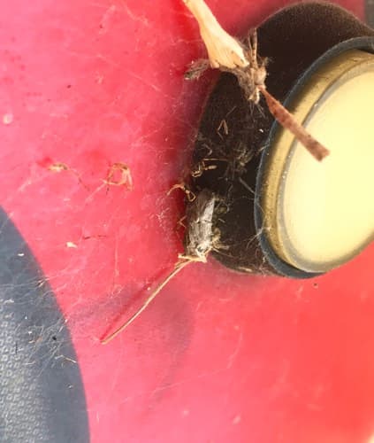 Polilla de la ropa -