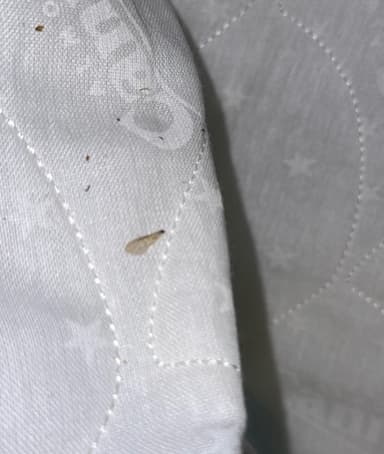 Polilla de la ropa