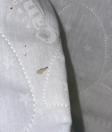 Polilla de la ropa - Tineola bisselliella