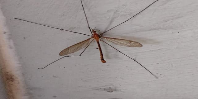 Mosquito gigante -  tipula
