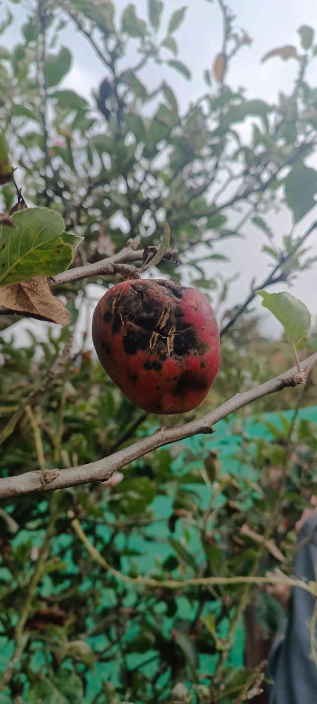 Carpocapsa - Cydia pomonella