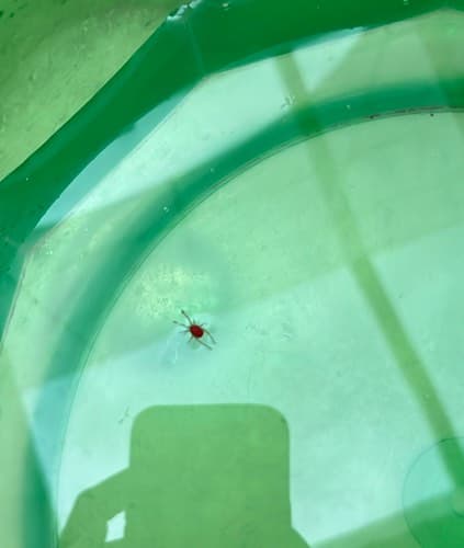 Ácaros de terciopelo -