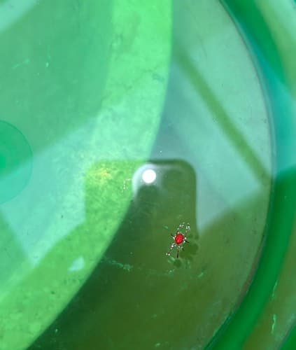 Ácaros rojos trombidiidos - Trombidium