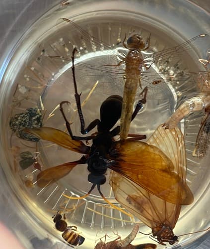 Avispón europeo - Vespa crabro