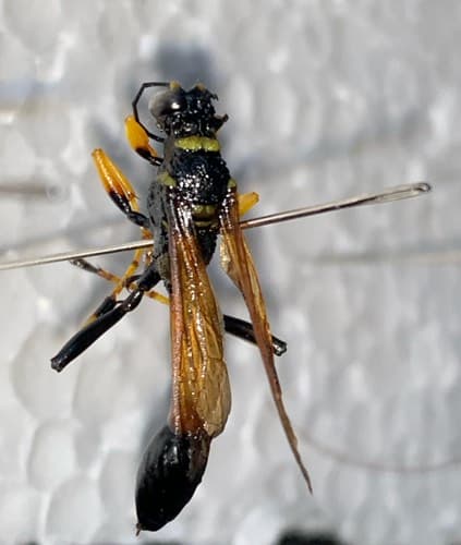 Avispa Mordedora - crabroniformis