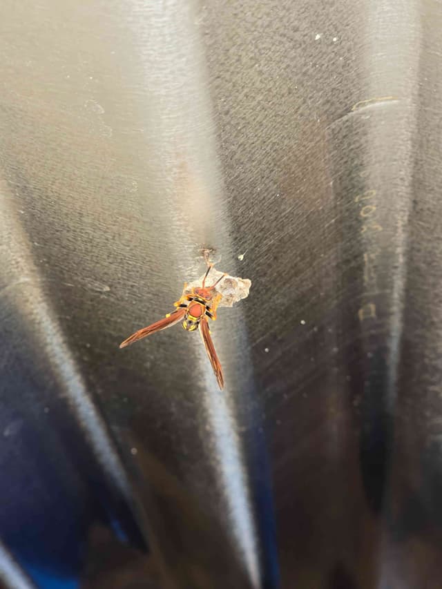 Avispa papelera - Polistes