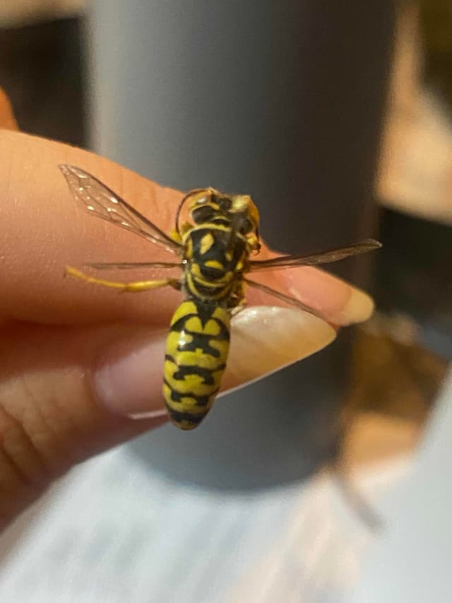 Avispa común - Vespula