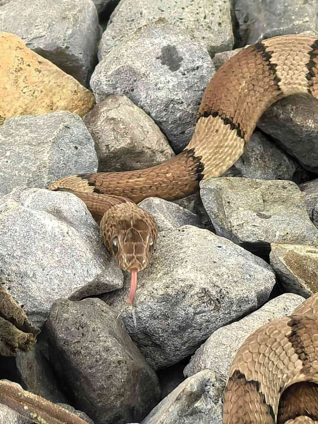 Cascabel de cobre - Agkistrodon contortrix