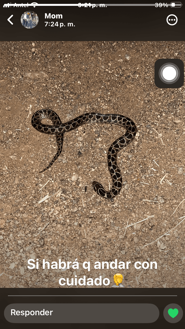 Yarará Grande - Bothrops alternatus