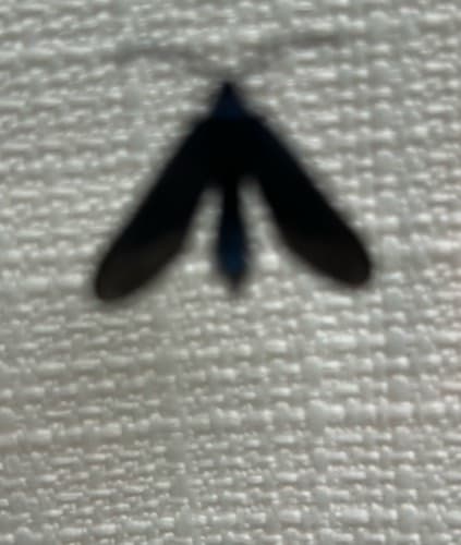 Polilla del gusano bermellón -