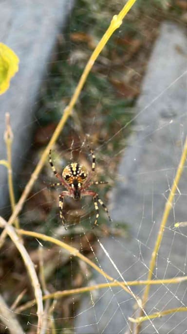 Araña de jardín europea