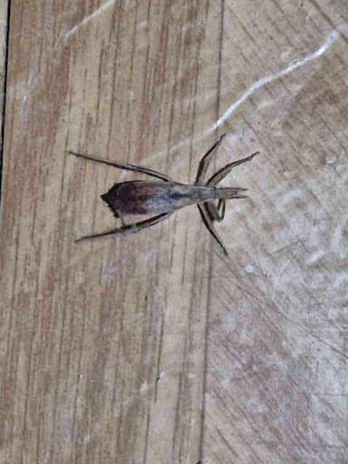 Araña de jardín