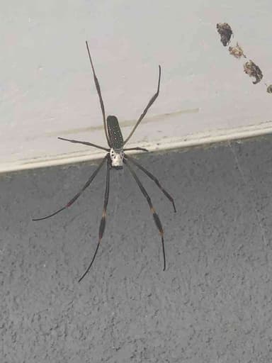 Araña Tejendera Dorada