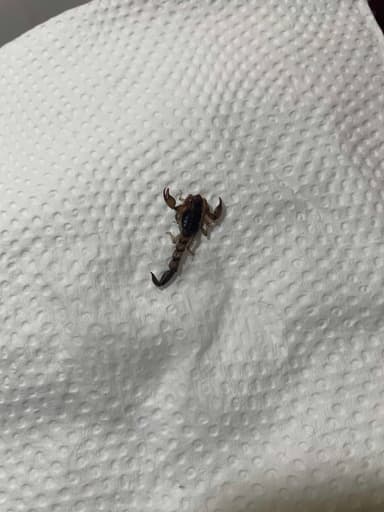 Escorpión de la familia Buthidae