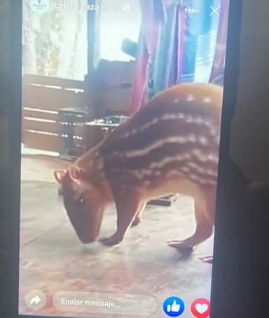 Agutí centroamericano